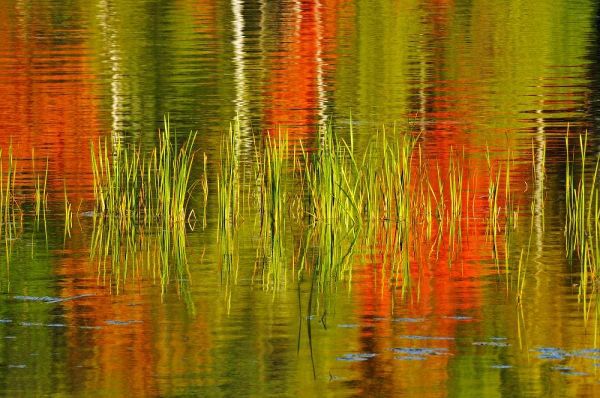 Canada, Baysville Cattails and fall reflections